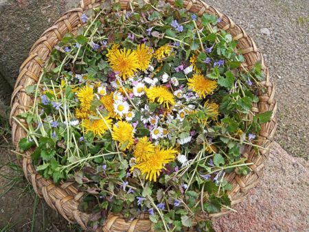 Ein Korb voller frischer Kräuter, Wildpflanzen und Blumen.