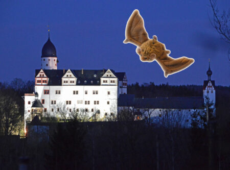 Das Bild zeigt eine Nachtansicht von Schloss Rochsburg. Eine kleine Fledermaus fliegt darüber hinweg.
